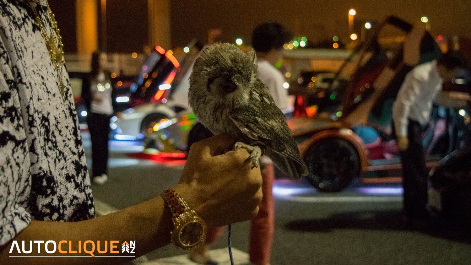 car-guy-owl